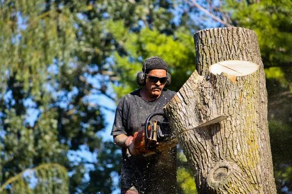 Tree Trimming Rockford Enhance Safety and Property Appearance
