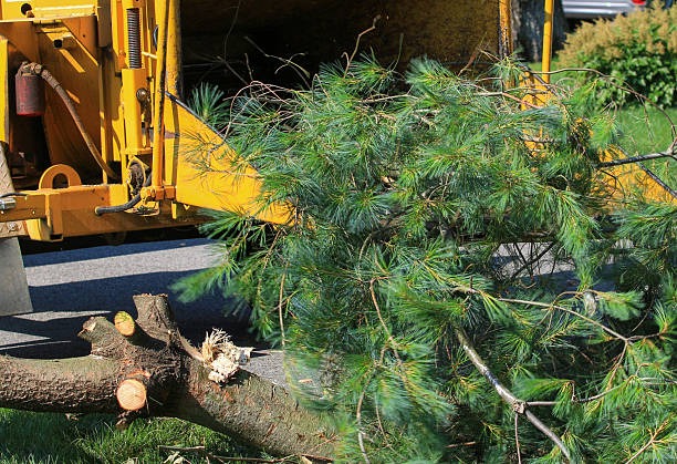 Quality Tree Service Mobile for Pruning, Trimming, and Tree Maintenance